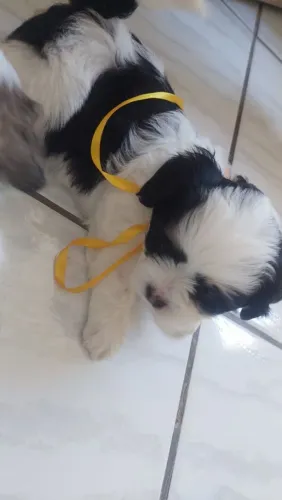 Oportunidade filhote maravilhoso shih tzu