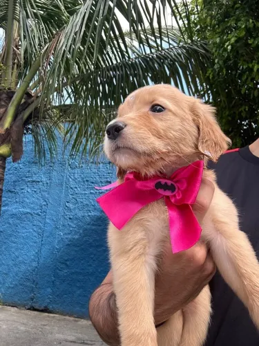 Golden Retriever filhotinhos a pronta entrega