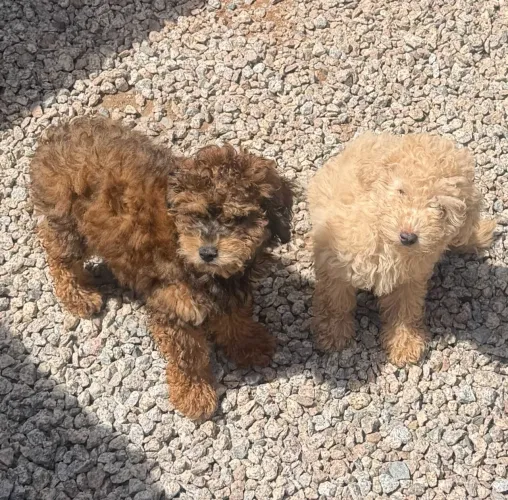Poodle machinho - promocional!!