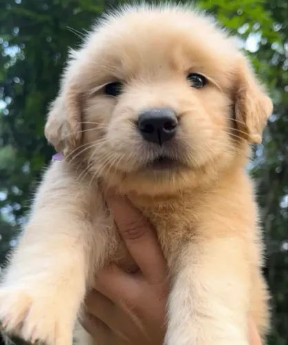 Golden Retriever Filhotes Encantadores