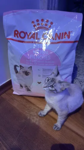 Vendo gata Ragdoll