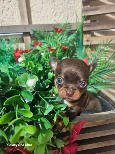 Lindo chihuahua macho