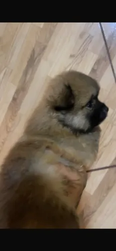 Vendo lulu macho anão bem peludo wtsap *28