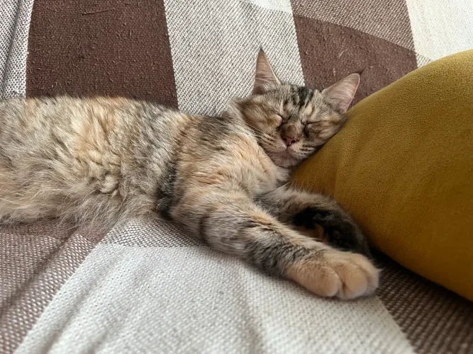 Filhote fêmea gatinha