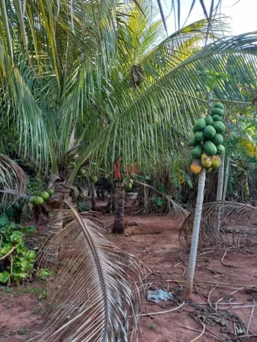 Chácara para Venda em Rosana, CINTURÃO VERDE, 3 dormitórios, 1 suíte, 3 banheiros, 2 vagas