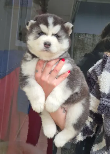 Husky wooly