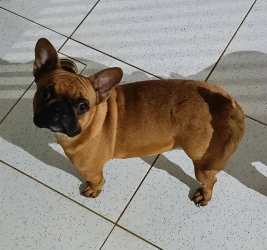 Bulldog francês fêmea 