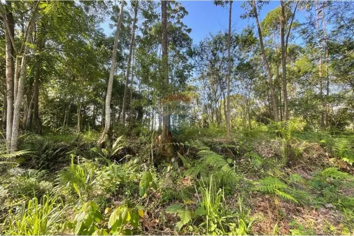 Terreno à venda Loteamento Jardim Monte Verde - São Simão