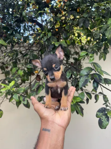 Pinscher fêmea 0