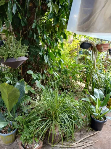 Vendo as plantas do meu viveiro!!!