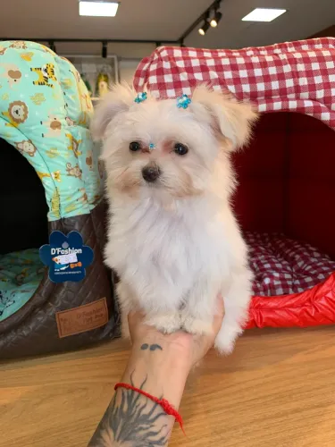Maltês fêmea mini com pedigree 
