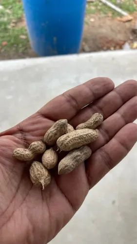 Sementes de Amendoim 