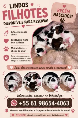 Filhotes de shitzu disponíveis para reserva!