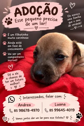 Cachorrinho filhote para doar