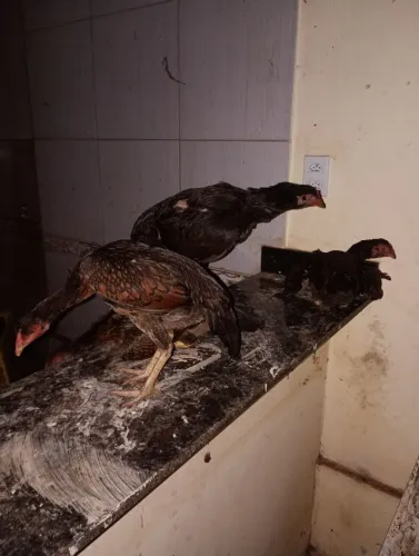 Galo galinhas