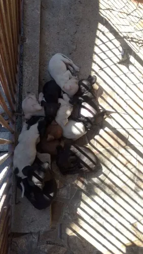 Filhotes de Vira lata para adoção 