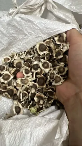 Compro semente de moringa