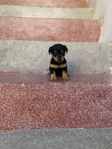 Miniatura Pinscher 