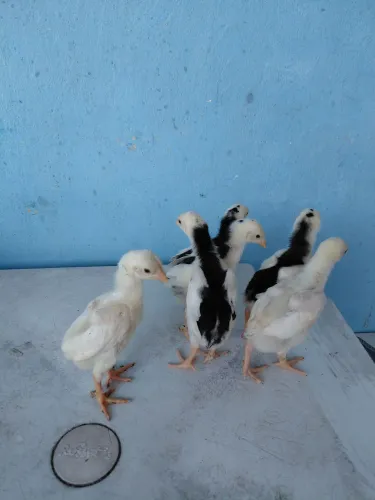 Pintos shaminhos puros 