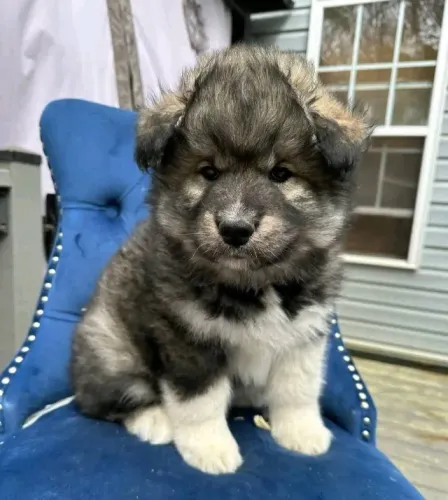 Filhotes de Husky Siberiano | Uma presença que traz leveza.