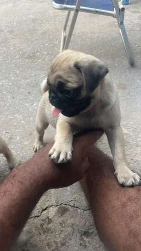 Pug (2 machinhos disponíveis)