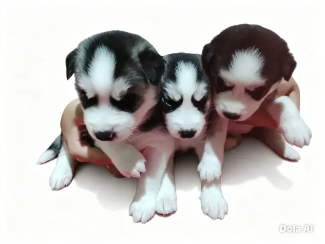 Filhote Husky Siberiano 