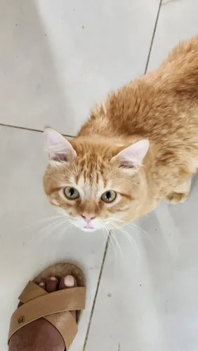 Resgatado para adoção