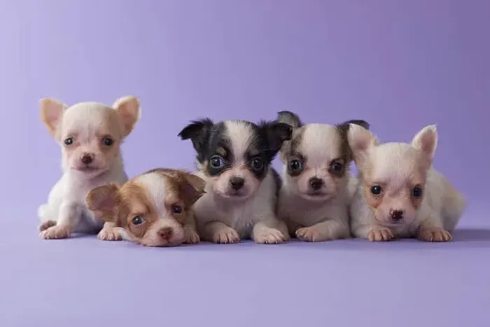 Chihuahua Muito Pequeno e Fofo ?