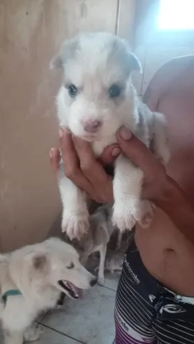 Filhotes de husky siberiano