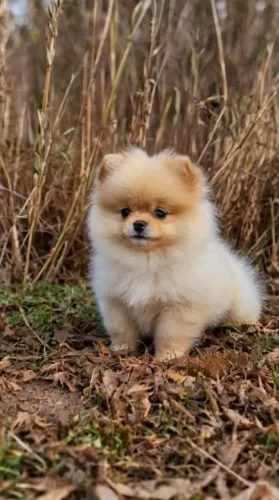 Lulu da Pomerânia simplesmente perfeito
