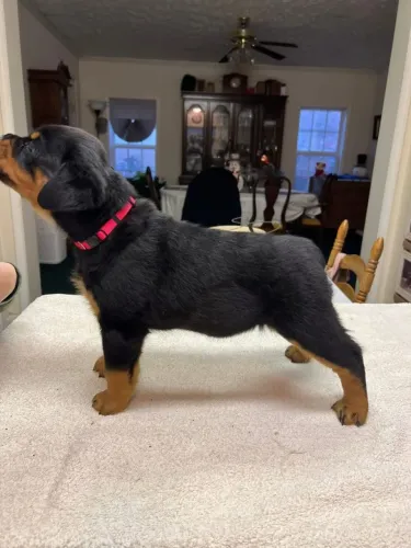 Filhotes de Rottweiler | Sempre transmitindo carinho.