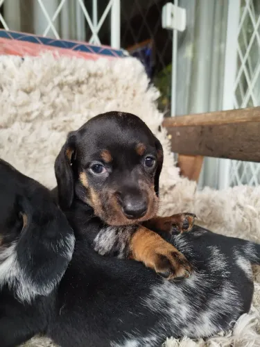Dachshund arlequim mofadinho