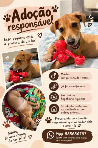Cachorro macho para adoção