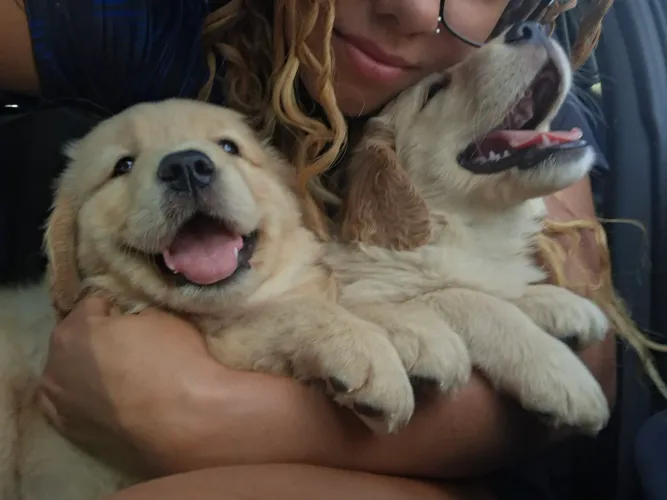 Golden retriever