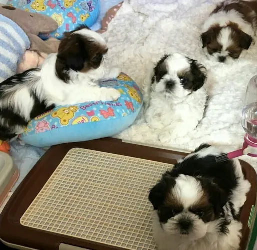Shih Tzu mini meninos e meninas ac cartão até 12x