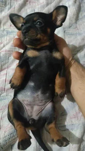 Filhote Pincher macho