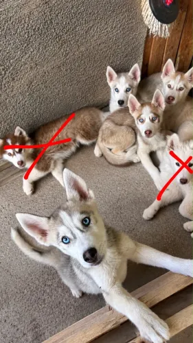 Filhotes de husky siberiano