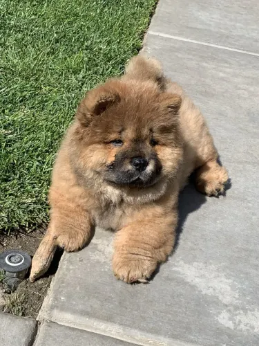 Chow Chow vermifugados,venha adquirir