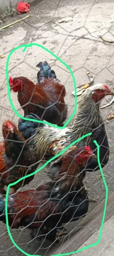 Galos brama