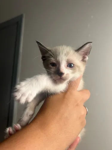 Adoção de gato