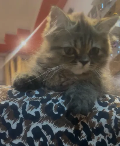 Vende-se gata da raça perca pura