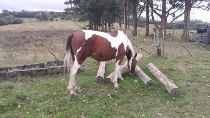 Cavalo crioulo tobiano castrado