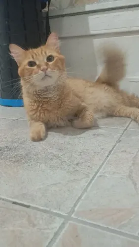 Gato amarelo 