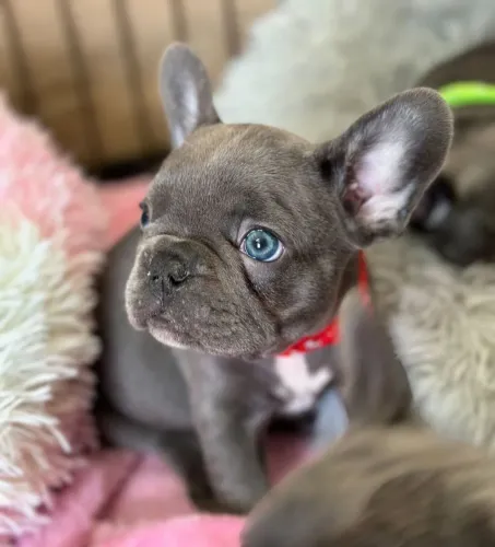 Bulldog Francês mini