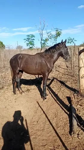 Potro Mangalarga