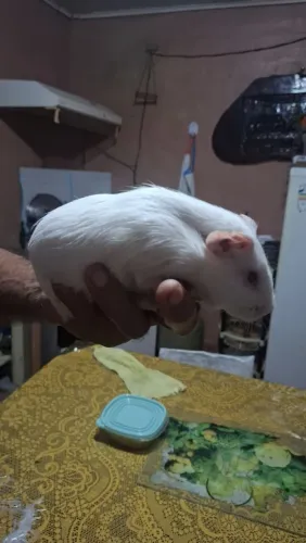 Porquinho da índia.