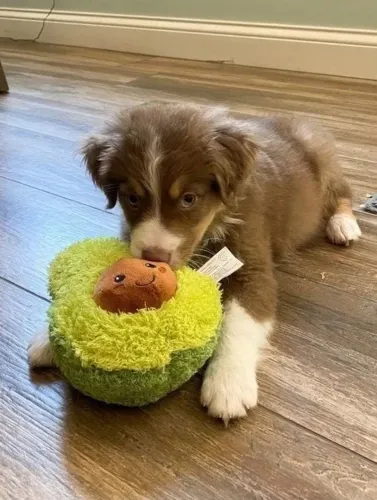 Border collie lindo e saudavel