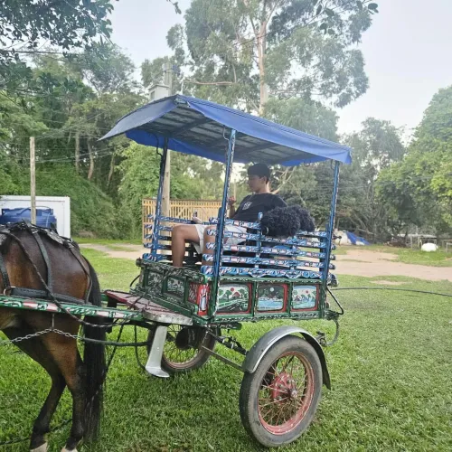 Carroça junto com as encilhas ! Muito boa pouco uso