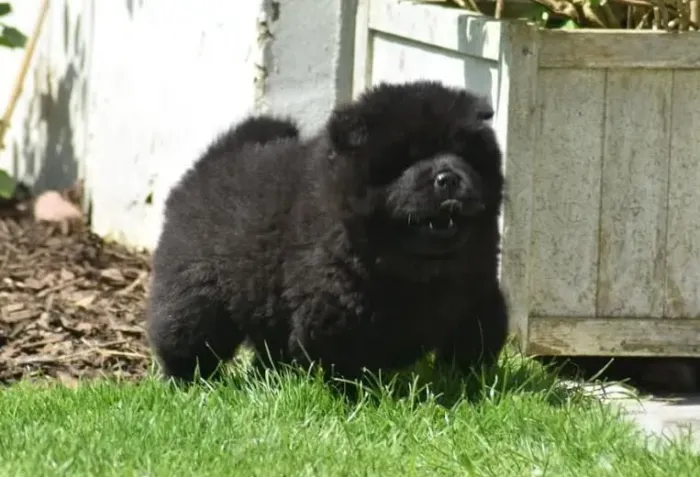 Filhote Chow-chow, Corações peludos prontos para te conquistar!