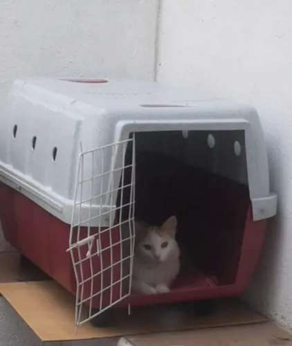 Caixa transportadora grande n°03